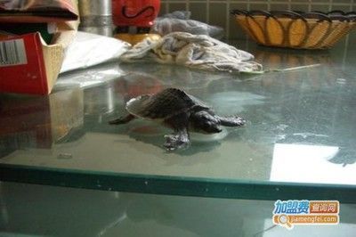 豬鼻龜需要多大的缸養好：關于豬鼻龜的飼養
