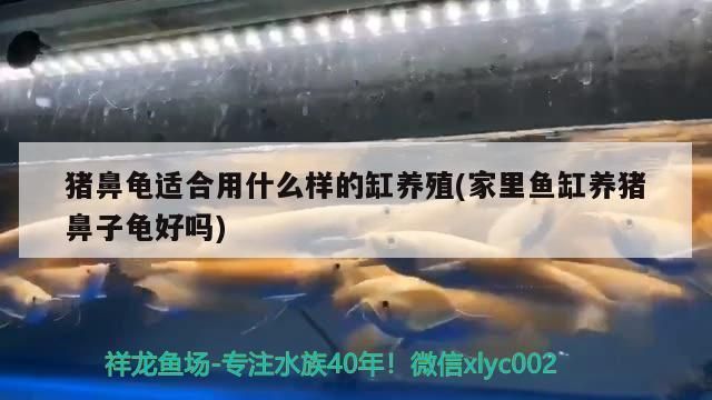 豬鼻龜需要多大的缸養好：關于豬鼻龜的飼養