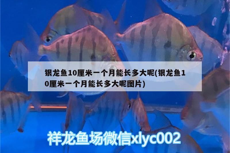 銀龍魚10厘米一個月能長多大呢(銀龍魚10厘米一個月能長多大呢圖片)