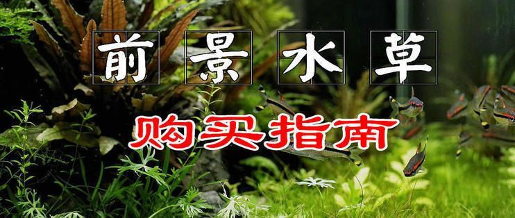 如何選購龍魚缸水草，在選購龍魚缸水草時，需要考慮哪些因素