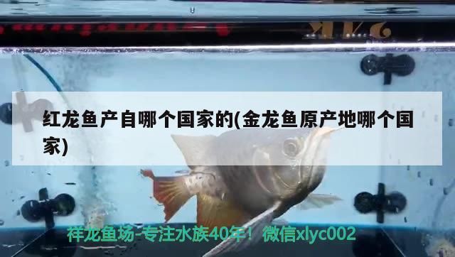 紅龍魚產(chǎn)自哪個(gè)國(guó)家的(金龍魚原產(chǎn)地哪個(gè)國(guó)家)