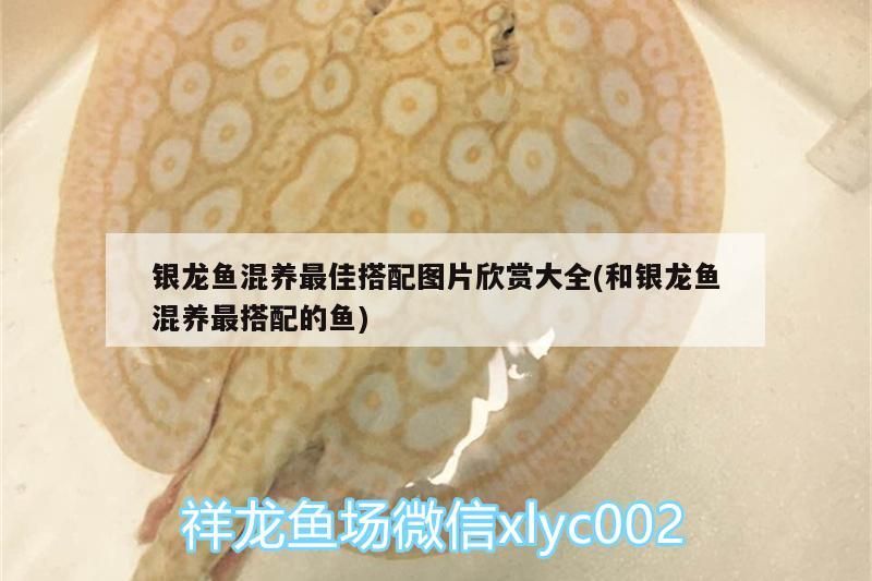 銀龍魚混養最佳搭配圖片欣賞大全(和銀龍魚混養最搭配的魚)