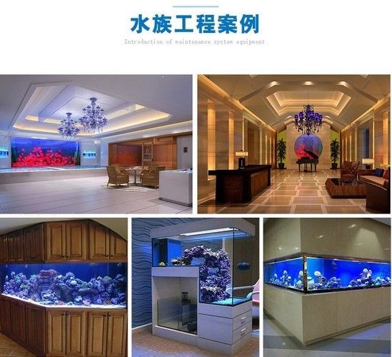 嘉興龍魚vs嘉興水族批發(fā)市場vs嘉興水族館vs嘉興魚缸批發(fā)市場vs祥龍魚場：嘉興水族批發(fā)市場、嘉興魚缸批發(fā)市場、祥龍魚場魚類品種介紹