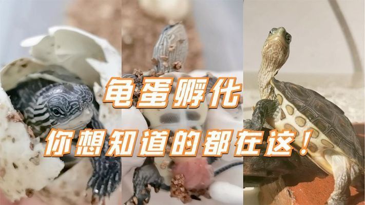 豬鼻龜蛋孵化技術要點和注意事項：怎么自己在家孵化烏龜蛋