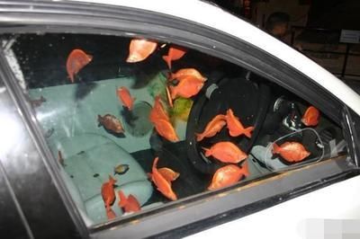 水族館魚缸制作方法：關于水族館魚缸制作方法的網站推薦