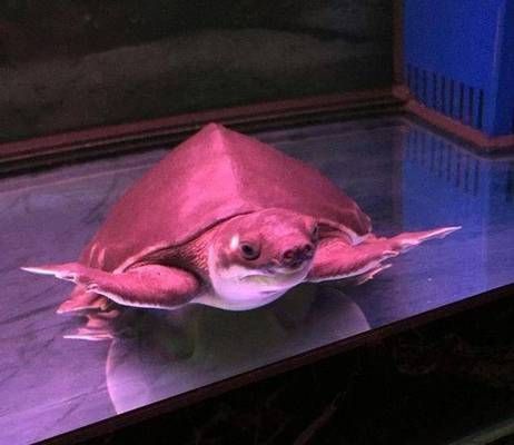 豬鼻龜很貴嗎值得養(yǎng)嗎：豬鼻龜?shù)膬r(jià)格并不高，豬鼻龜與魚混養(yǎng)注意事項(xiàng)