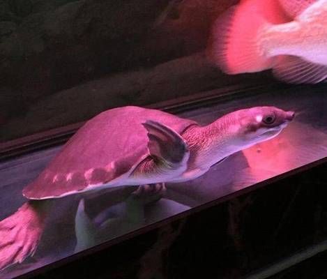 豬鼻龜很貴嗎值得養(yǎng)嗎：豬鼻龜?shù)膬r(jià)格并不高，豬鼻龜與魚混養(yǎng)注意事項(xiàng)