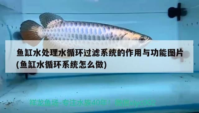 魚缸水處理水循環過濾系統的作用與功能圖片(魚缸水循環系統怎么做)
