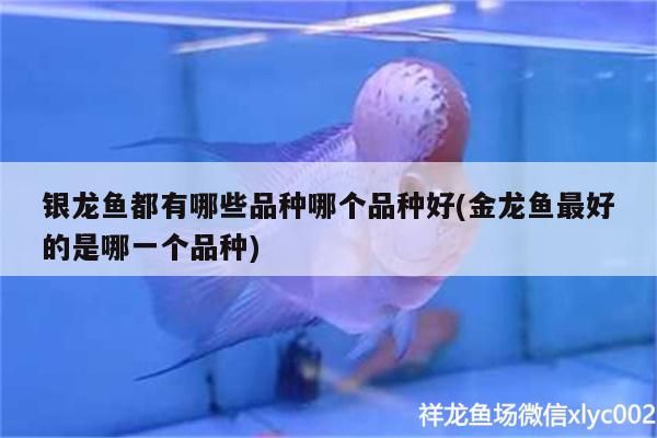銀龍魚都有哪些品種哪個品種好(金龍魚最好的是哪一個品種)