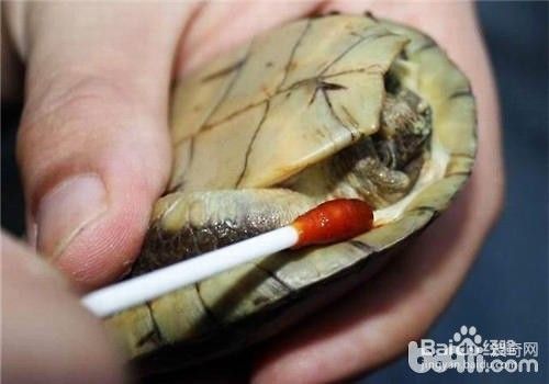 豬鼻龜有點腐甲怎么辦：豬鼻龜爛甲怎么辦