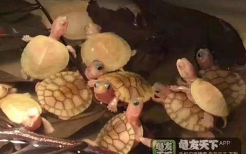 豬鼻龜有點腐甲怎么辦：豬鼻龜爛甲怎么辦