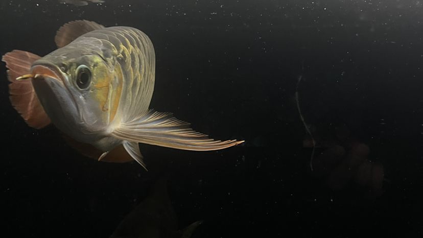 魚缸玻璃用什么清洗最好 魚缸玻璃怎樣擦干凈 虎魚百科 第3張 魚缸玻璃用什么清洗最好 魚缸玻璃怎樣擦干凈 魚缸玻璃用什么清洗最好 魚缸玻璃怎樣擦干凈 虎魚百科 第3張