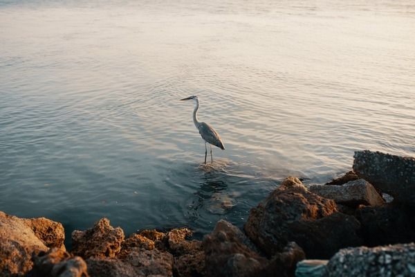 金華龍魚vs金華水族批發(fā)市場vs金華水族館vs金華魚缸批發(fā)市場vs祥龍魚場：金華水族館觀賞魚推薦