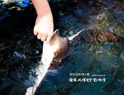 魟魚咬傷怎么治療：魟魚咬傷怎么辦