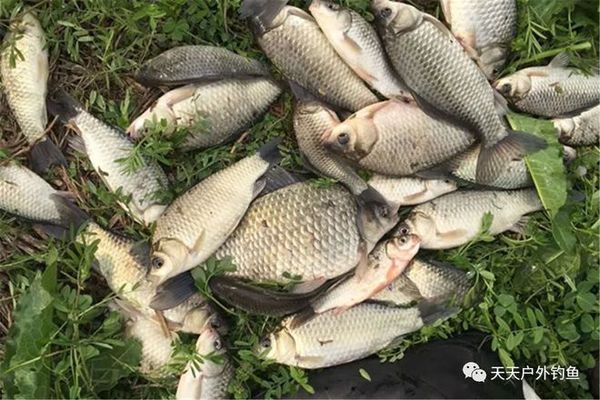 銀龍魚身上魚鱗發白怎么回事兒啊(金龍魚鱗片發白是怎么回事)