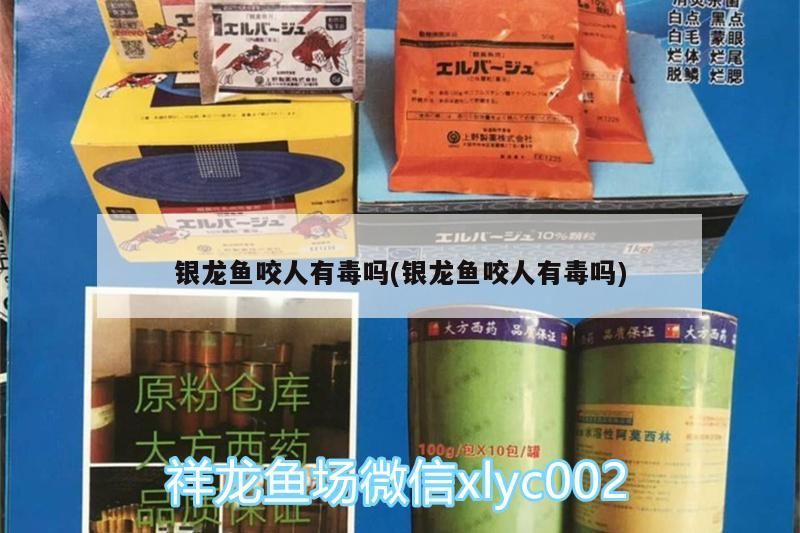 銀龍魚咬人有毒嗎(銀龍魚咬人有毒嗎)