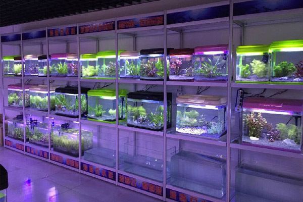 水族館加盟條件及費用表圖片：水族館加盟條件及費用表