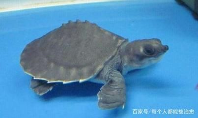 豬鼻龜怎么養長得快些：如何加速豬鼻龜成長的環境需要注意的是豬鼻龜的成長 豬鼻龜怎么養長得快些：如何加速豬鼻龜成長的環境需要注意的是豬鼻龜的成長 豬鼻龜百科 第6張