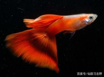 9條錦鯉要多大魚缸才能養(yǎng)活：養(yǎng)錦鯉的魚缸大小需要考慮多個因素，包括錦鯉的大小和數(shù)量