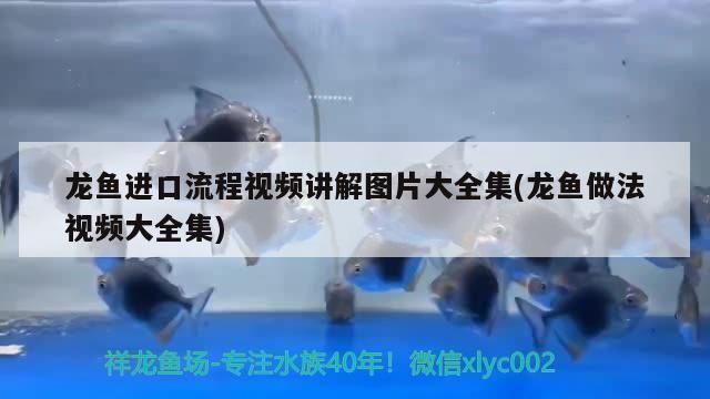 上海龍魚vs上海水族批發市場vs上海水族館vs上海魚缸批發市場vs祥龍魚場：上海龍魚市場口碑排行