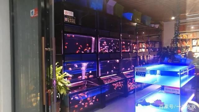 水族館開業做什么活動賺錢呢（小金魚養殖個性化服務案例水族館特色海鮮產品介紹）