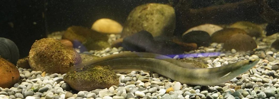 玉樹藏族自治州龍魚vs玉樹藏族自治州水族批發市場vs玉樹藏族自治州水族館vs玉樹藏族自治州魚缸批發市場vs祥龍魚場：玉樹地區水族相關產業的發展趨勢