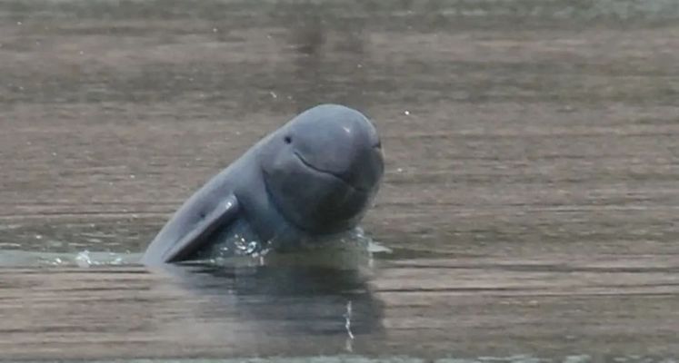玉樹藏族自治州龍魚vs玉樹藏族自治州水族批發市場vs玉樹藏族自治州水族館vs玉樹藏族自治州魚缸批發市場vs祥龍魚場：玉樹地區水族相關產業的發展趨勢