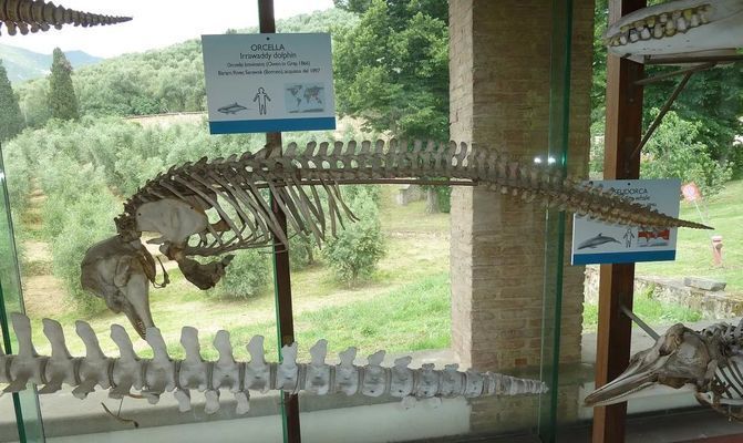 玉樹藏族自治州龍魚vs玉樹藏族自治州水族批發市場vs玉樹藏族自治州水族館vs玉樹藏族自治州魚缸批發市場vs祥龍魚場：玉樹地區水族相關產業的發展趨勢