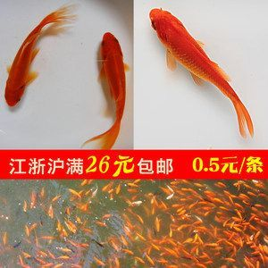 紅色龍魚(yú)多少錢(qián)一只幼魚(yú)呢