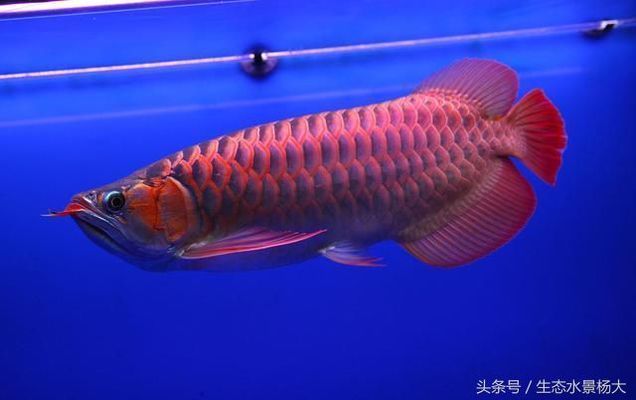提高紅龍魚繁殖成功率策略：紅龍魚的繁殖方法
