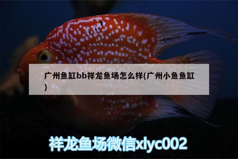 廣州魚缸bb祥龍魚場怎么樣(廣州小魚魚缸)