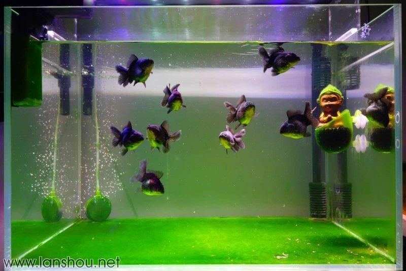 80魚缸可以養(yǎng)幾條泰獅龜：泰獅龜和泰獅金魚在80cm長的魚缸中的適宜飼養(yǎng)數(shù)量 80魚缸可以養(yǎng)幾條泰獅龜：泰獅龜和泰獅金魚在80cm長的魚缸中的適宜飼養(yǎng)數(shù)量 魚缸百科 第5張