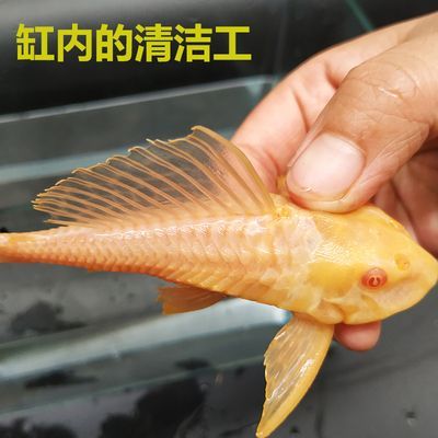 珍珠魟魚有毒：珍珠魟魚是一種具有悠久歷史的悠久歷史的遠(yuǎn)古魚類