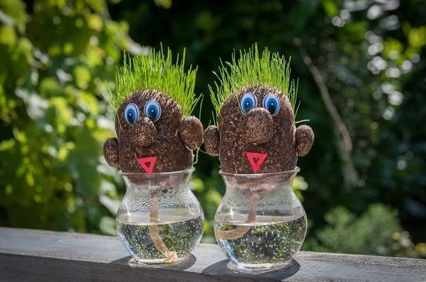 金頭過背金龍魚幼魚飼料營養成分分析：金頭過背金龍魚幼魚飼料的營養成分分析