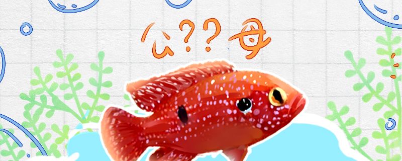 紅寶石魚怎么分公母公母能一起養嗎