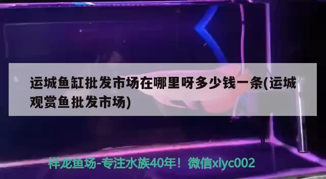 運城龍魚vs運城水族批發市場vs運城水族館vs運城魚缸批發市場vs祥龍魚場：運城魚缸批發市場 運城龍魚vs運城水族批發市場vs運城水族館vs運城魚缸批發市場vs祥龍魚場：運城魚缸批發市場 祥龍魚場各市分站 第1張