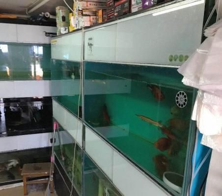 威海龍魚vs威海水族批發市場vs威海水族館vs威海魚缸批發市場vs祥龍魚場：威海市區內幾個知名的魚缸批發市場