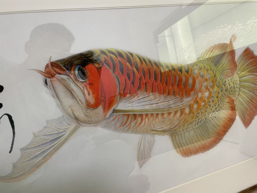 龍魚圖片大全大圖霸氣高清頭像 龍魚圖片大全 圖片高清