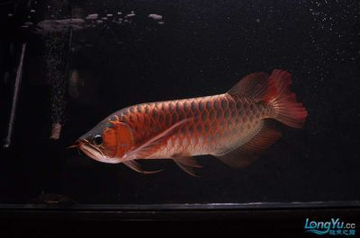 藍底紅龍魚是什么品種的魚