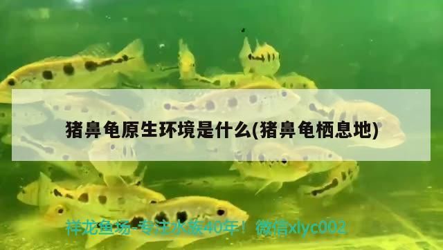 豬鼻龜分布在哪里:如何鑒別豬鼻龜的性別 豬鼻龜百科 第7張 豬鼻龜分布在哪里:如何鑒別豬鼻龜的性別 豬鼻龜分布在哪里:如何鑒別豬鼻龜的性別 豬鼻龜百科 第7張