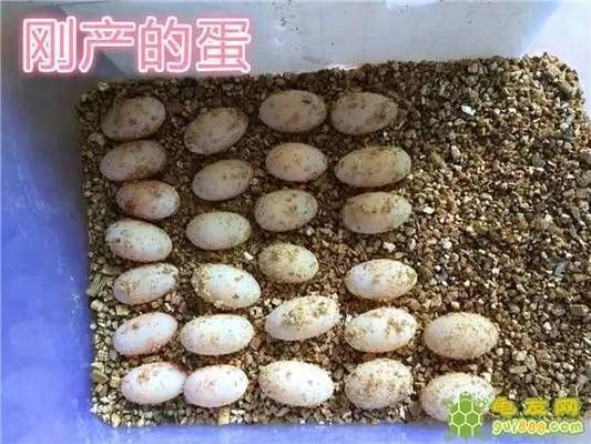 豬鼻龜的蛋多長時間孵化：豬鼻龜怎么看公母