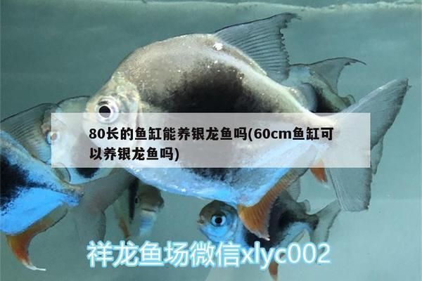 秦皇島龍魚vs秦皇島水族批發市場vs秦皇島水族館vs秦皇島魚缸批發市場vs祥龍魚場：秦皇島水族批發市場