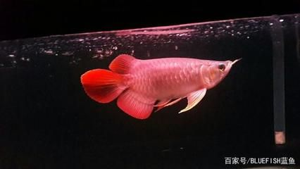 龍魚用什么魚缸比較好養，養龍魚最好選擇尺寸足夠大、形狀穩重、材質適合定制的魚缸
