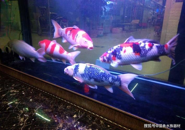 銀龍魚飼養方法及注意事項大全圖片(銀龍魚的喂養方法)