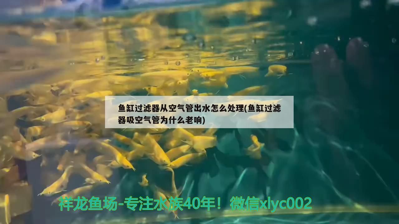 魚缸過濾器從空氣管出水怎么處理(魚缸過濾器吸空氣管為什么老響)