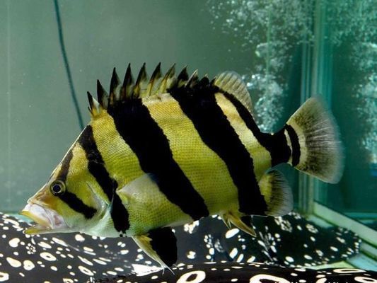 泰國虎魚觀賞價值評估標(biāo)準(zhǔn)，泰國虎魚的觀賞價值評估標(biāo)準(zhǔn)