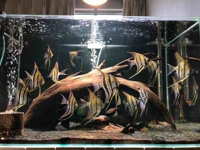 豬鼻龜跟龍魚混養(豬鼻龜跟龍魚混養好嗎)