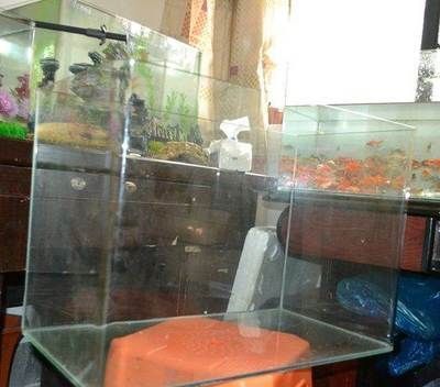 60公分的魚缸養了一條銀龍怎么辦：60公分的魚缸養殖銀龍魚的養殖銀龍魚的養殖方法