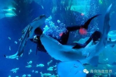 魟魚喜歡燈光嗎：養魟魚喜歡燈光嗎？