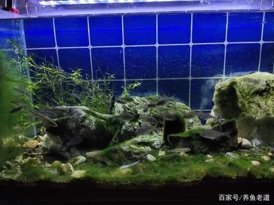 25魚缸造景：25cm魚缸造景指南